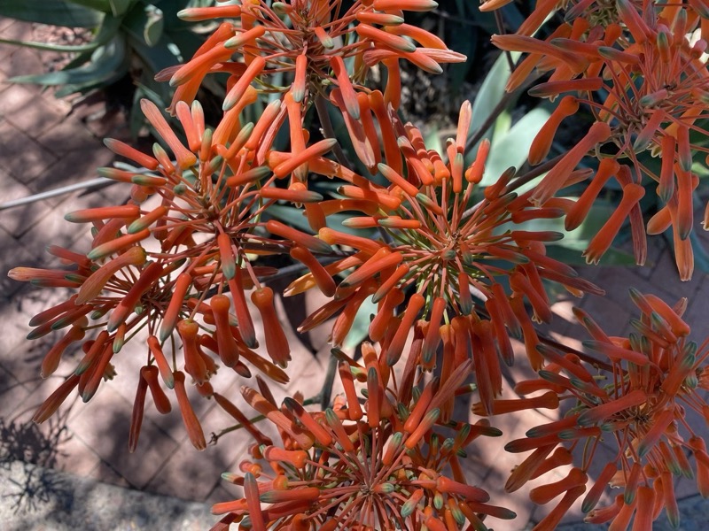 Garden photograph