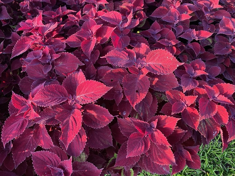 Garden photograph