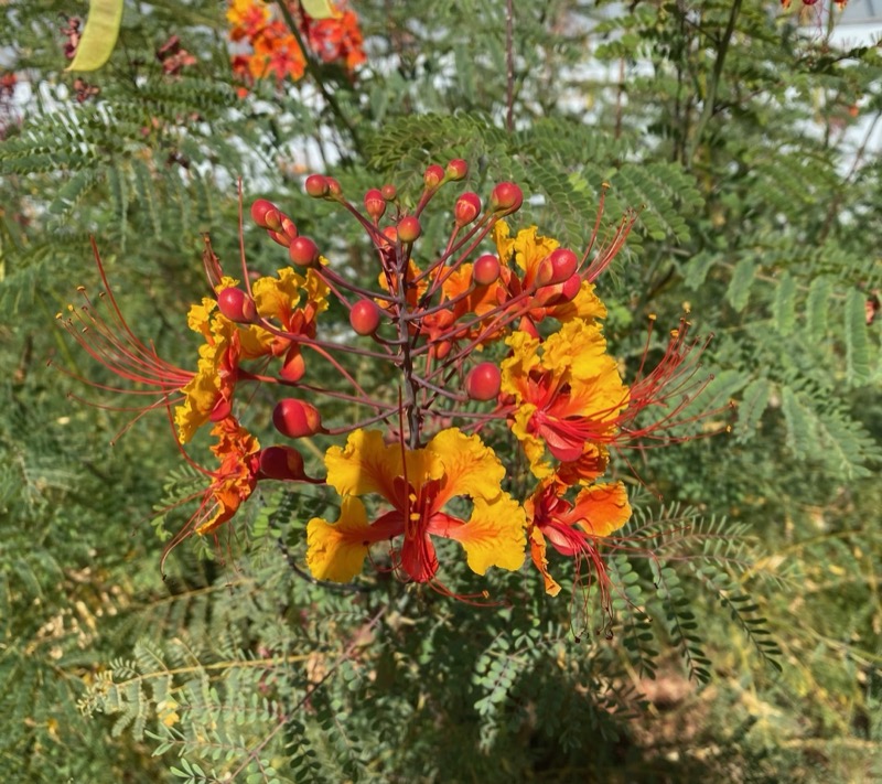 Garden photograph