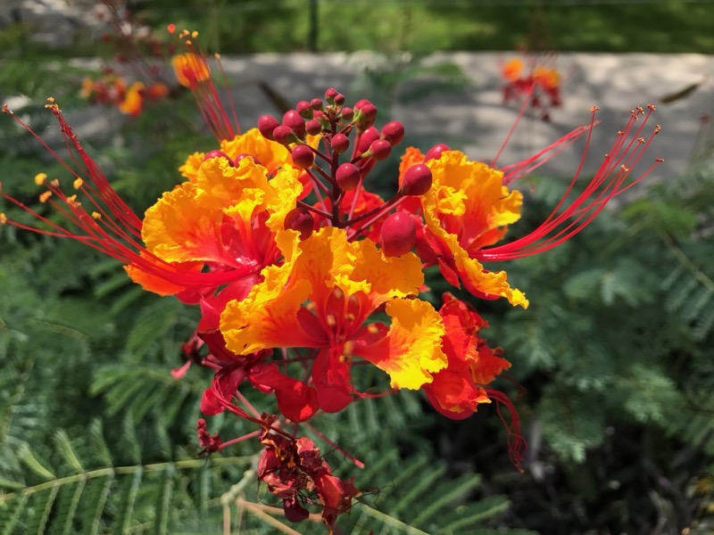 Garden photograph