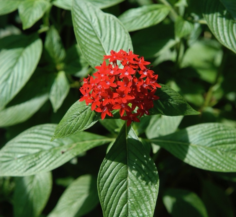 Garden photograph