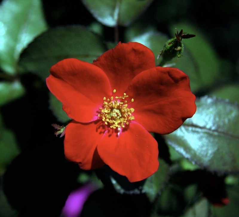Garden photograph