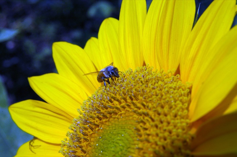 Garden photograph