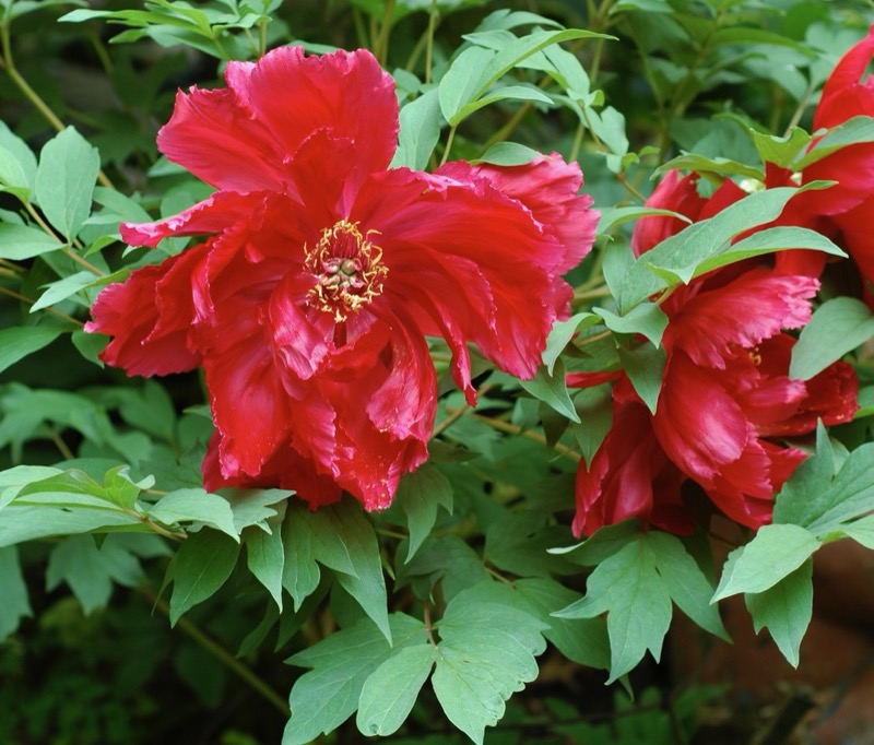 Garden photograph