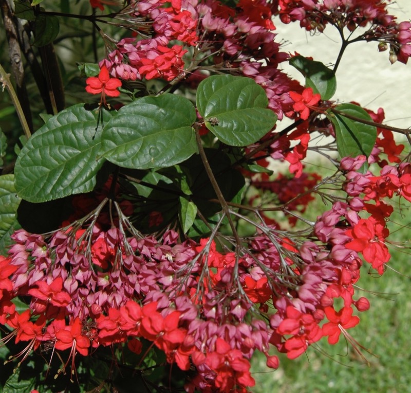 Garden photograph