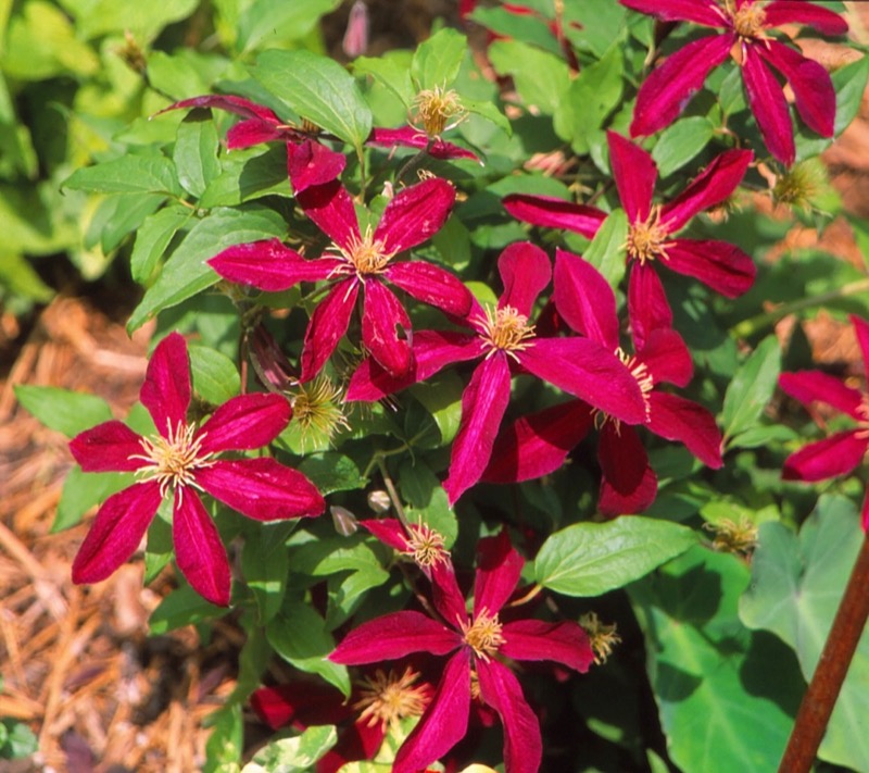 Garden photograph