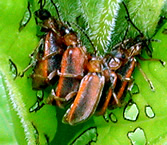 Close-up of Galerucella beetles munching on purple loosestrife