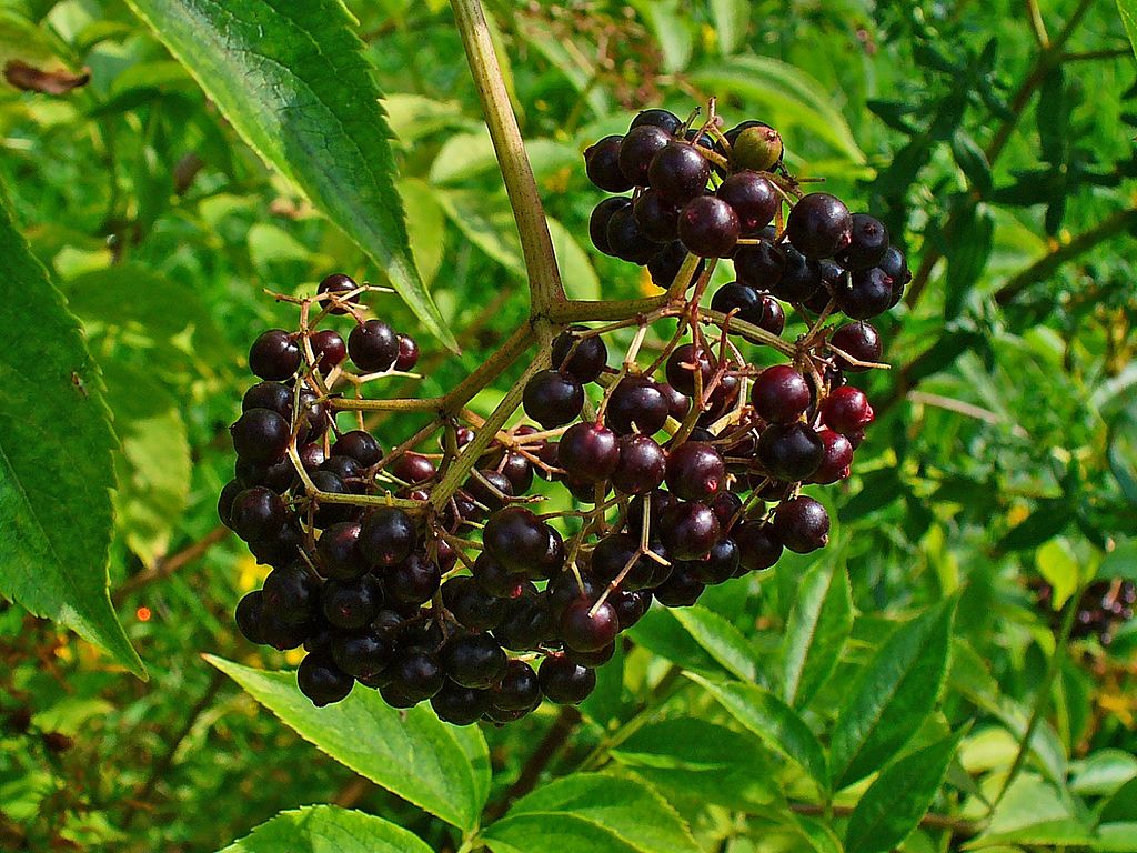 Elderberry fruit