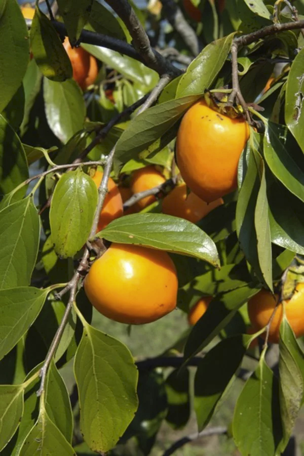 Japanese Persimmon