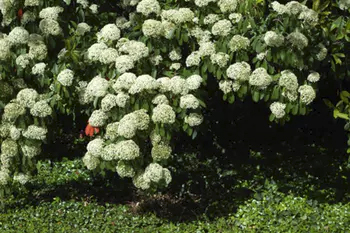 Chinese photinia (Photinia serrulata) is a good-looking, tough, trouble-free evergreen with pretty new foliage growth in the spring followed by dramatic white flowers