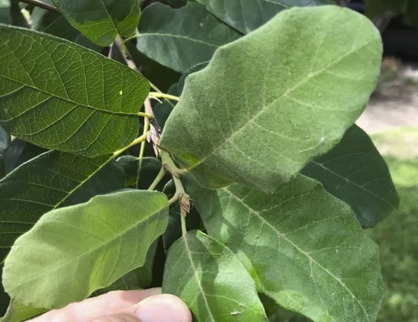 Mexican white oak is not susceptible to oak wilt disease