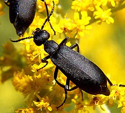 Black blister beetle, Epicauta pennsylvanica