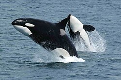 Transient Orcas near Unimak Island, eastern Aleutian Islands, Alaska