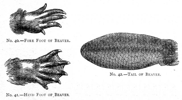 Fore foot, hind foot, and tail of beaver