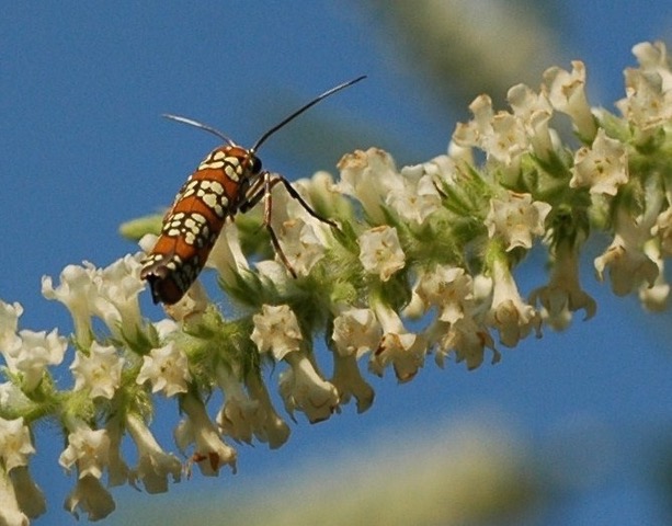 Ailanthus moth