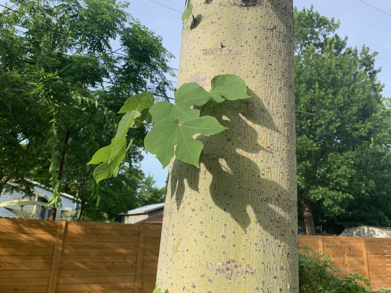 image of a Chinese parasol tree