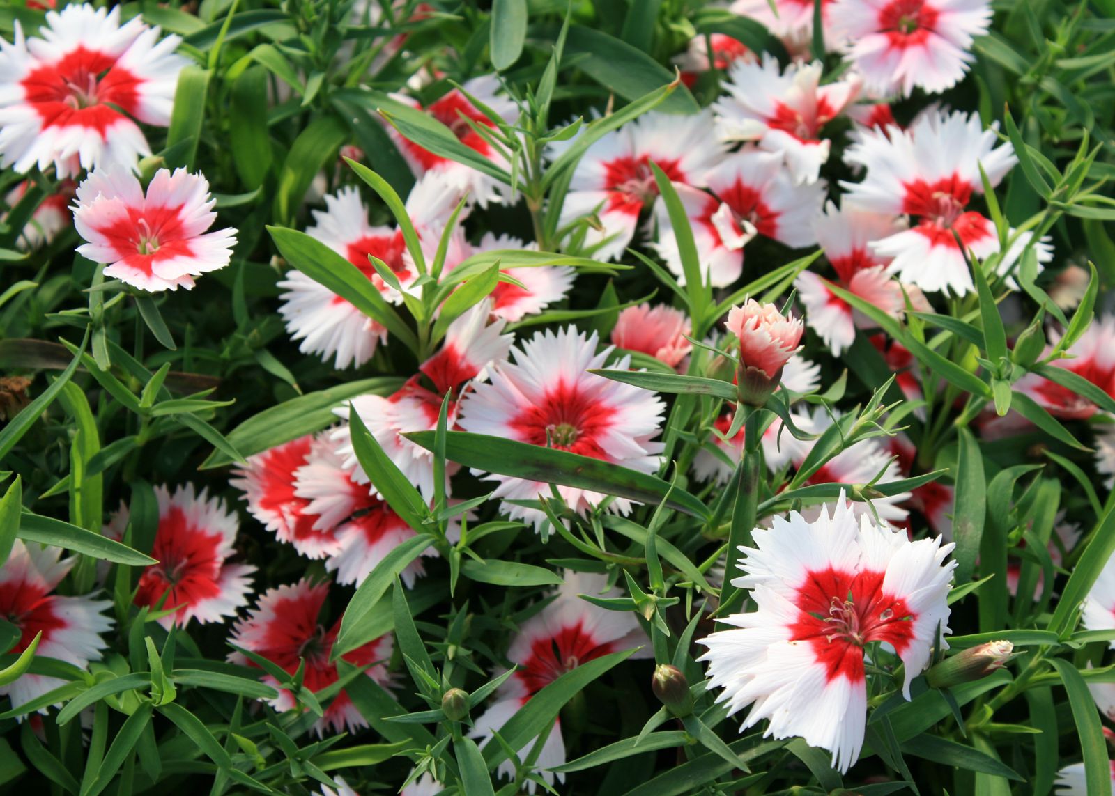 Dianthus is a great cool-weather flower
