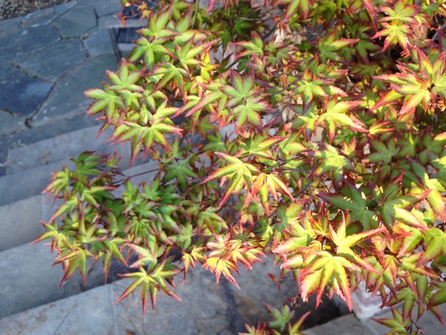 Dwarf Japanese maple new growth