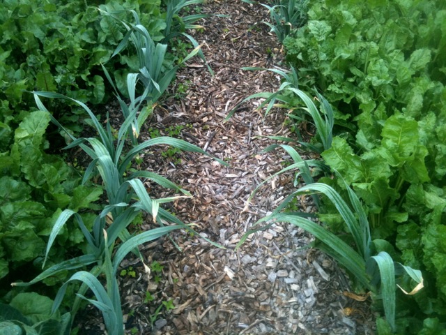 Garlic lining the mulch path in the garden