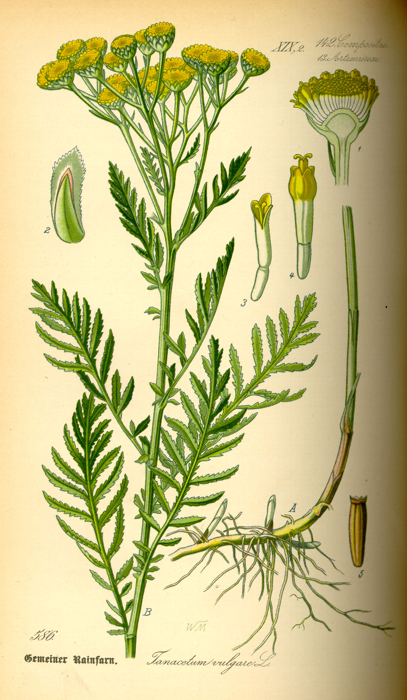 Illustration_Tanacetum_vulgare0.jpg