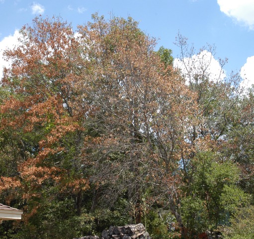 Red oak trees are susceptible to oak wilt disease