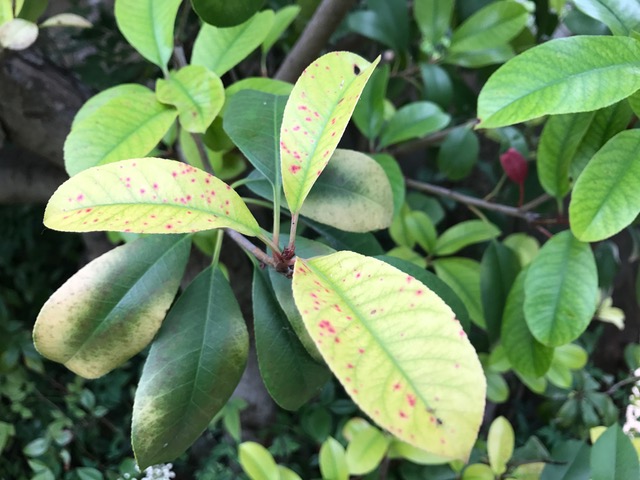Photinias are susceptible to red tip photinia disease