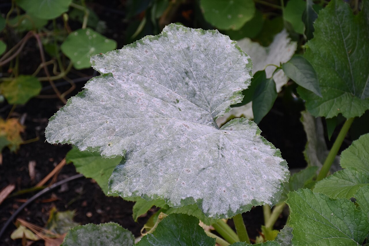 Photo of powdery mildew on a squash leaf by Dmitry Brant, CC By-SA 4.0 via Wikimedia