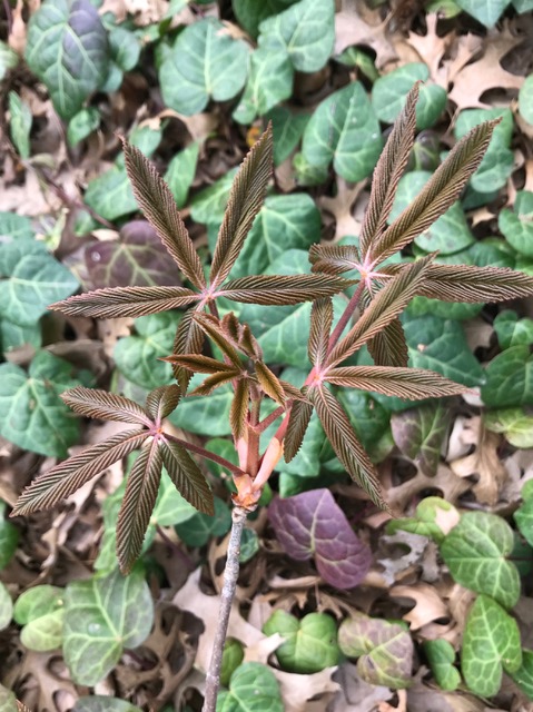 Scarlet buckeye new spring growth
