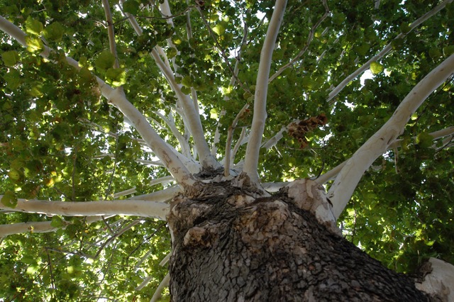 structure of sycamore tree