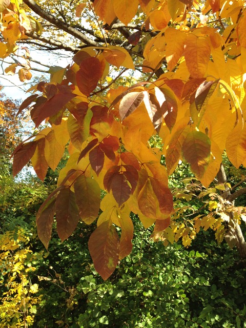 Texas ash provides beautiful fall color