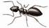 Odorous House Ant