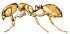 Thief Ant