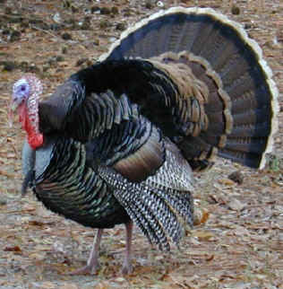 content_img.2028.img.jpg