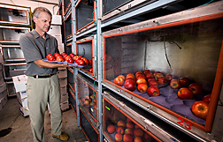 Plant physiologist places apples treated with 1-MCP into a controlled atmosphere chamber to evaluate apple quality after extended periods in storage: Click here for full photo caption.