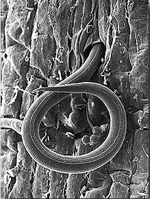 Nematodes, like the one shown infecting this tomato root, are tiny, wormlike organisms that wriggle into their hosts--whether they be plant or insect.