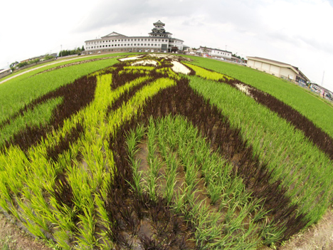 Rice paddy art, Japan --