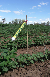 Phot SmartCrop sensor monitoring cotton plants.