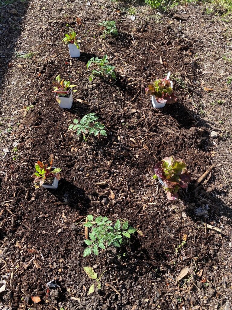 Tomatoes, Red Sails Lettuce and Swiss chard being planted.