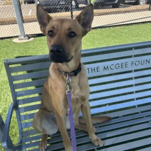 Adelaide is a dog at the SPCA of Texas who is looking for a new home.