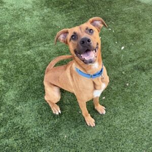 Cupid is a dog at the SPCA of Dallas looking for a new home