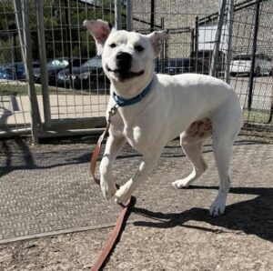 Felicity is a 3-year-old 53 pound dog awaiting adoption at the SPCA of Dallas.